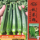 壽禾 黃秋葵種子苗秋季家庭盆栽種植菜種籽 濰豐卡里巴2號秋葵種子12g