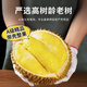佳農(nóng)新鮮榴蓮【壞果包賠】泰國進(jìn)口金枕榴蓮熱帶水果整個批發(fā)帶殼包郵 單果3-4斤（包3房嘗鮮）