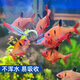 森森（SUNSUN）貼片飼料熱帶魚斗魚魚糧孔雀魚紅綠燈通用型魚食 【葷素搭配】260ml螺旋藻+260ml豐年蝦貼片