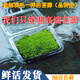 元井鮮活苔蘚青苔綠植短絨細羽真草皮微景觀(guān)迷你盆景專(zhuān)用生態(tài)水缸植物 細羽苔蘚二盒（鮮活8cm*11cm）