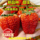 歐悟 四季草莓苗 奶油草莓秧帶盆帶土草莓樹(shù)苗庭院陽(yáng)臺盆栽地栽果樹(shù)苗 甜王草莓20棵裸根帶泥 高度7-15cm