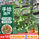 花沃里手捻葫蘆種子30粒 花卉種子草籽家庭盆栽陽(yáng)臺辦公庭院花壇種植