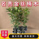 春枝韻正宗金絲楠木樹(shù)苗名貴金絲楠苗原生苗小葉楨楠樹(shù)苗四川金絲楠樹(shù)苗 高質(zhì)量精選正宗金絲楠木 帶土帶葉1-1.2米【2棵】