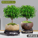 京云夢(mèng)小葉赤楠盆景室內綠植盆栽辦公室小葉赤楠舍得盆+蓮花盆源頭直發(fā)