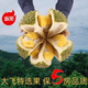 貓山王榴蓮D197冷凍榴蓮 嘗鮮小果保3房2.4-2.6斤