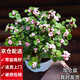 兩腿跑【送貨上門(mén)】教師節多肉植物帶盆桌面盆栽組合綠植花卉幼兒園盆栽 金枝玉葉(帶盆栽好)