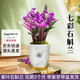 劉閣蘭花七彩石斛蘭花綠植盆栽年底開(kāi)花 11苗帶紫葉配瓷白色盆源頭直發(fā)