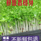 新鮮【香椿】芽苗菜可食用香椿苗香春苗冷藝新鮮蔬菜苗菜擺盤裝飾 椿香濃郁香椿苗400克兩盒裝