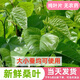 沃繡 新鮮桑葉 【當(dāng)天發(fā)貨】蠶寶寶飼料學(xué)生養(yǎng)蠶桑葉現(xiàn)摘大小蠶嫩桑葉 新鮮桑葉500克【推薦】