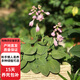 盆栽花卉綠植金葉花葉玉簪青葉玉簪花苗庭院植物陽臺D7 青葉紫花玉簪10棵 不含盆