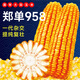 北蔬玉米種子產(chǎn)高矮大棒抗旱抗倒鄭單958國(guó)審官方正品飼料四川雜交 北蔬鄭單958玉米種 8斤（2畝地）