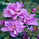 虹越（HONGYUE）花園新品木槿盆栽苗 多品種可選庭院花灌木植物 【HN木槿】阿登斯（燃燒）2加侖