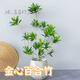 正宗金心百合竹真花真綠植室內(nèi)四季植物懶人容易養(yǎng)活美觀陽(yáng)臺(tái)客廳 金心百合竹20cm帶側(cè)芽（造型款）