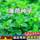 可食用薄荷種子驅蚊蟲(chóng)植物花草蔬菜種子耐熱四季陽(yáng)臺盆栽薄荷種籽 薄荷種子【1包 約100?！? title=
