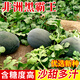 中科茂華（ZHONG KE MAO HUA）黑皮西瓜種子非洲黑霸王特大紅壤西瓜基地栽培西瓜籽發(fā)芽率80% 非洲黑霸王 10克試種裝(約90粒）