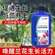蘭靈王蘭花專(zhuān)用肥料多箭促芽催花君子蘭EM菌蘭陵王蘭花專(zhuān)用營(yíng)養液 500ml* 2瓶【菌根共生】