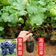 葡萄樹(shù)苗帶盆帶土帶葉果樹(shù)果苗盆栽帶葉葡萄新品種 美人指 1顆