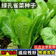 孔雀菜種子沙拉生菜種子咖啡菜種四季陽臺盆栽蔬菜種子大全 孔雀菜種子【5包 約1500?！? title=