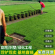 旺浦商貿(mào)草皮真草坪帶泥土別墅花園綠化四季青果嶺草臺灣草馬尼拉草皮帶土 庭院耐踩四季果嶺草坪 1平方