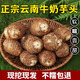 正宗云南牛奶小芋頭新鮮紅芽毛芋頭當季芋艿香芋現(xiàn)挖現(xiàn)發(fā)3批發(fā)5斤 5斤 中果50-90g(雞蛋大小)