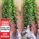 名貴矮化紫竹苗耐寒竹子苗庭院四季常青籬笆種植室內(nèi)竹子盆栽黑竹 紫竹1cm粗度10棵高1.7米
