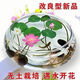 【7天發(fā)芽】碗蓮種四季開花水培水養(yǎng)綠植睡蓮荷花無土盆栽花卉 【10大粒混色開口】帶玻璃盆