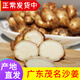 辰實(shí)【現貨】廣東茂名沙姜 山奈特產(chǎn)新鮮 白切雞調味配料 2斤
