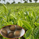 旺浦商貿綠茶種子早茶樹(shù)種籽茶葉種茶樹(shù)籽碧螺春龍井鐵觀(guān)音綠茶籽茶花種子 鐵觀(guān)音茶種子一斤