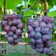 歐博 葡萄樹(shù)苗藍寶石陽(yáng)光玫瑰苗南北方種植盆栽爬藤地栽帶土易活 巨峰5年苗 原土發(fā)貨