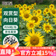 花沃里觀(guān)賞向日葵花種子50粒/包 花卉種子家庭盆栽土陽(yáng)臺辦公庭院種草籽