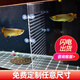 成量魚(yú)缸隔離板亞克力水族箱隔板隔離網(wǎng)幼魚(yú)隔斷龍魚(yú)加厚任意定制定做 免費定制任意尺寸 【歡迎聯(lián)系客服報價(jià)】