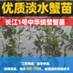 多瑞鮮正宗大閘蟹苗淡水扣蟹苗稻田蟹苗河蟹苗幼苗小螃蟹苗中華絨鰲蟹 小苗一斤50-70只（公母）