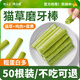 饞小汪貓草棒貓咪零食磨牙棒金漸層布偶貓草粒不用種貓草凍干成幼貓零食 升級加長(cháng)貓草棒35根