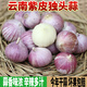 風(fēng)車車農(nóng)場(chǎng)云南大理紫皮獨(dú)頭蒜 紫皮蒜 干蒜 1斤 大果（單個(gè)3.0CM以上）