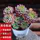 兩腿跑【送貨上門】教師節(jié)多肉植物帶盆桌面盆栽組合綠植花卉幼兒園盆栽 藍蘋果(帶盆栽好)