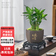 歐芽  富貴竹辦公室桌面盆栽綠植節(jié)節(jié)高竹花卉植物多肉 擺件 #步步高#金色厚德載物陶瓷盆+底托+苔蘚