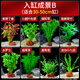 瘋狂水草水草植物直接入缸火山石生態(tài)魚(yú)缸造景全套30-50cm缸源頭直發(fā)包郵b