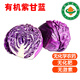 【順豐】有機(jī)紫甘藍(lán) 紫包菜卷心菜沙拉榨汁健康輕食有機(jī)蔬菜 500g