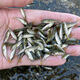 土鯪魚白鰱魚苗活體飼料活魚喂鱖魚喂金龍喂烏龜喂桂花鱸魚活餌魚 飼料魚隨機(jī)1-2厘米100條送10%
