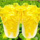 育禾農(nóng)雞蛋黃大白菜種子大全農(nóng)科院奶油黃心菜籽冬儲夏秋季熱天種新品種 雞蛋黃白菜種子12g