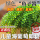 新鮮鹽漬海葡萄即食品兒童海帶海藻草涼拌菜魚(yú)子醬火鍋壽司商家用 鋁膜包裝600g+12種蘸料