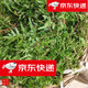 內(nèi)廷上用野外生海金沙藤草曬干中草藥新鮮原生態(tài)海金沙海 海金沙干藤500克