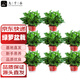 九千谷綠蘿盆栽植物花卉凈化空氣綠植大盆景紅色吸水8盆源頭直發(fā)
