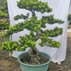 羅漢松盆景造型樹迎客松真樹植物室內(nèi)盆栽桌面發(fā)財(cái)樹綠植好 含盆 7年精選羅漢松