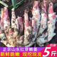 現(xiàn)挖山東紅芽嫩姜子姜新鮮仔姜板姜山東紅芽生姜5斤農(nóng)家腌制姜 現(xiàn)挖帶泥發(fā)貨山東紅芽嫩姜5斤 5斤
