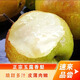 梨貢士山西玉露香梨5斤散裝酥脆甜梨生鮮水果禮盒特產(chǎn)包郵 5斤8-9顆中果發(fā)（郵政/圓通）