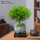 花翁室內綠植盆栽紫檀花卉 小葉赤楠盆景+獅子頭盆+底坐源頭直發(fā)
