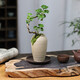 八芽福祿桐錢(qián)多多造型盆景辦公室內桌面好養小綠植花卉四季常青吸甲醛 錢(qián)多多-迷你漣漪盆-紫砂托 帶盆栽好