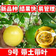 草木旺新品種百香果樹(shù)苗欽親密香蜜9號果苗大小苗當年四季黃金百香果苗 9號1顆