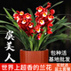 劉閣蘭花蘭花苗盆栽夏帶花苞發(fā)貨名貴花卉 金秋歲月四季開(kāi)花綠植室內香蘭 虞美人3苗帶盆土肥,說(shuō)明書(shū)